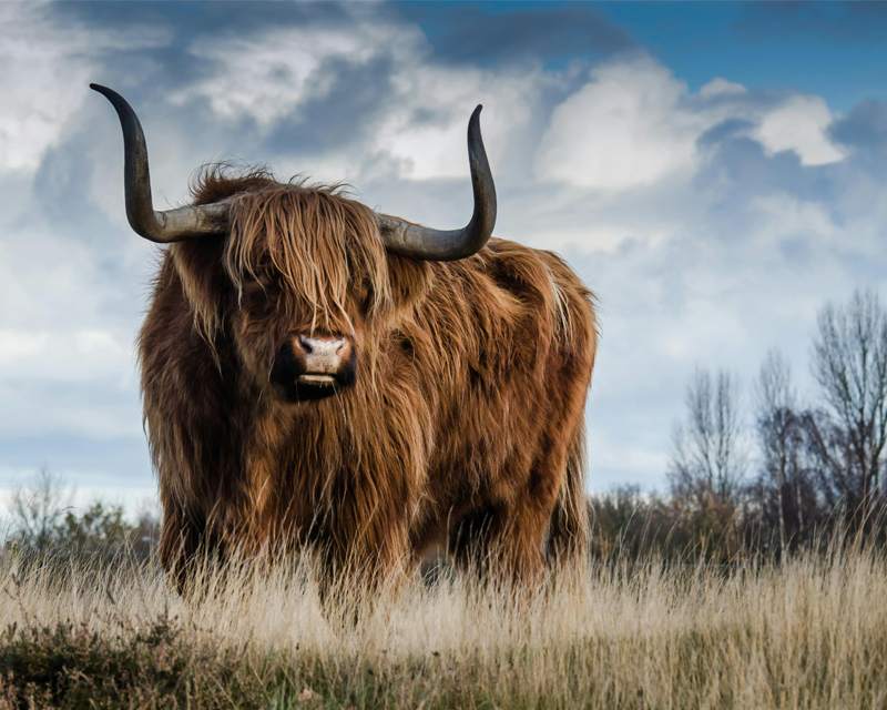 A long-horned Highland cow standing in dry grass under a cloudy sky, with an open view of the trees behind.