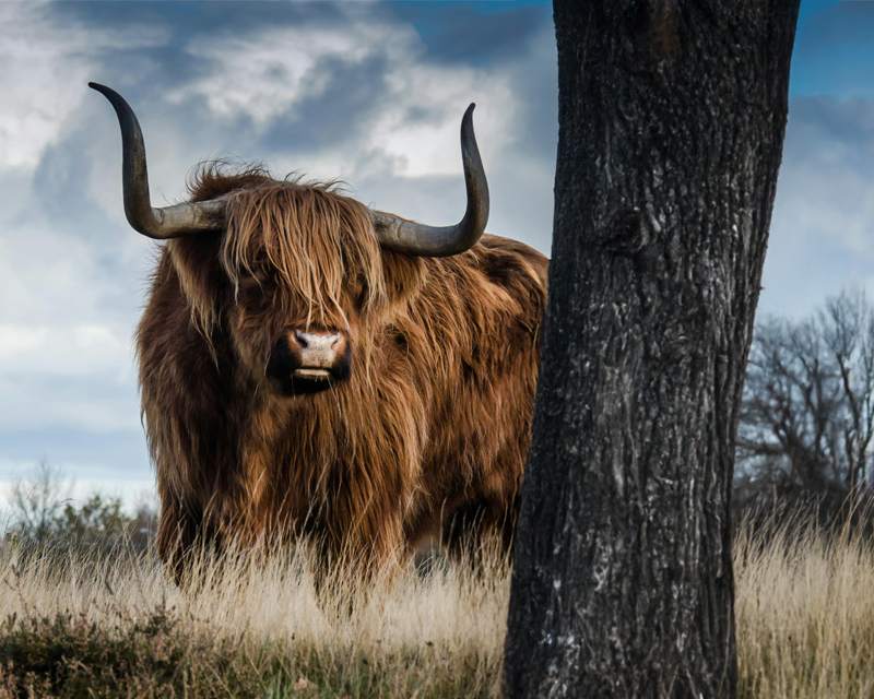 The same Highland cow partly hidden behind a thick, dark tree trunk that cuts the frame in two.