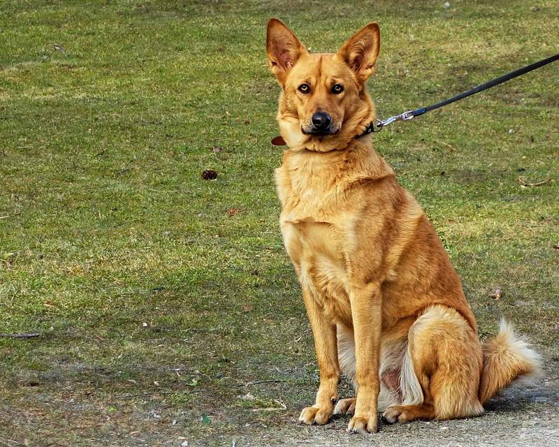 The same German Shepherd sitting on short grass with a black leash running out of frame.
